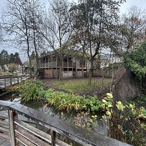 Southern cassowary exhibit