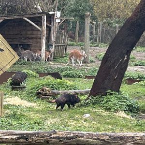 Tasmanian devil and red and eastern grey kangaroos