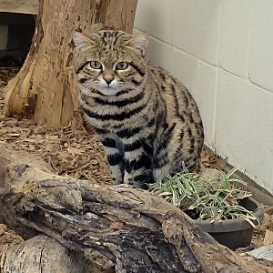Black-Footed Cat - Cameron Park Zoo