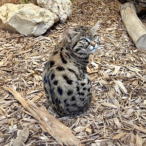 Black-Footed Cat Kitten - Cameron Park Zoo