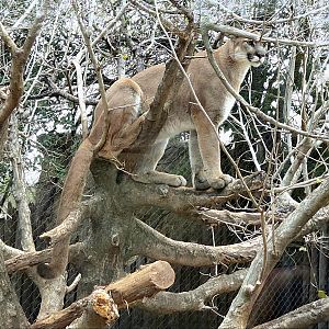 Mountain Lion - Cameron Park Zoo