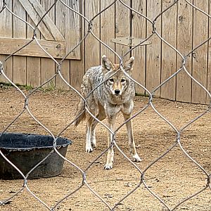 Coyote - Cameron Park Zoo