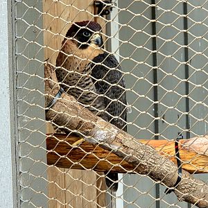 Peregrine Falcon - Cameron Park Zoo