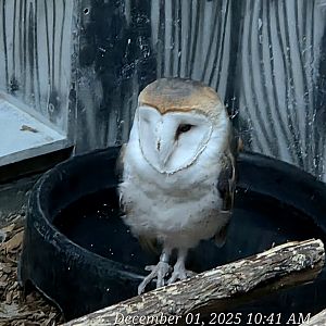 Barn Owl - Cameron Park Zoo