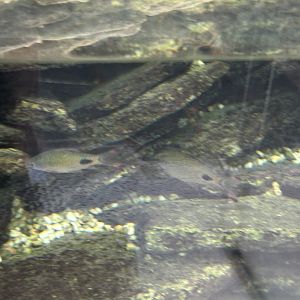 Fish swimming with the gharials