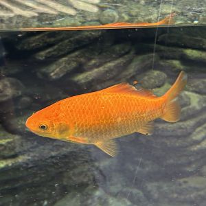Fish swimming with the gharials