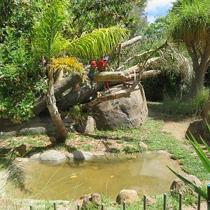 Macaw Exhibit