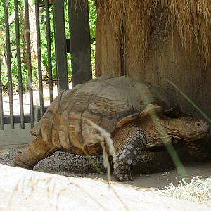 African Spurred Tortoise