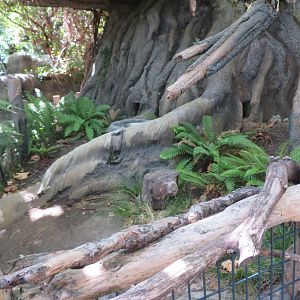 Domestic Rabbit Exhibit