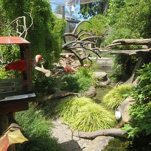 Flamingo & Wading Bird Stream