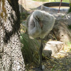 Flamingo Chick