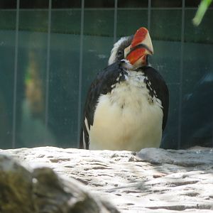 Von der Decken's Hornbill