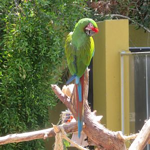 Military Macaw