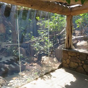 Raccoon Exhibit