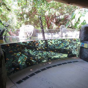 Cichlid Tank