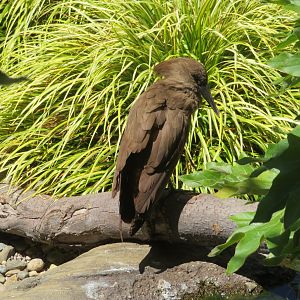 Hamerkop