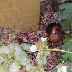 Fulvous Whistling Ducks
