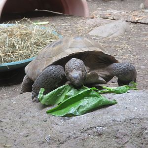 Mojave Desert Tortoise