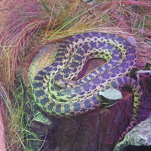 Gopher Snake