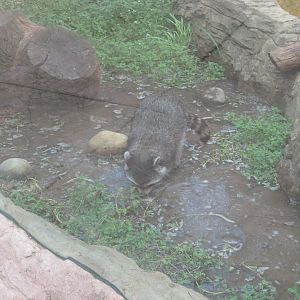 Raccoon in its Stream