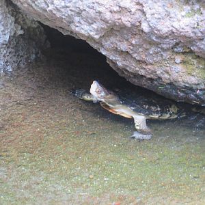 Western Pond Turtle