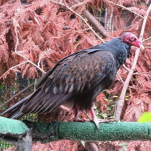 Turkey Vulture