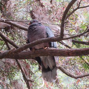 Band-tailed Pigeon