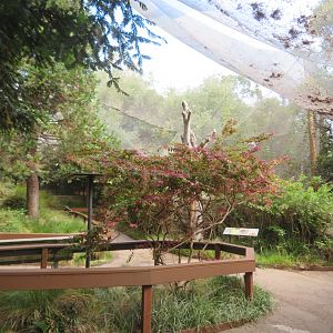 Walk-in Aviary