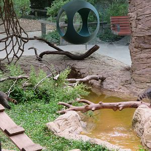 Raccoons in their Habitat