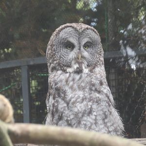 Great Gray Owl