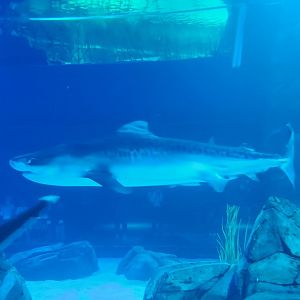 Georgia Aquarium - Tiger Shark