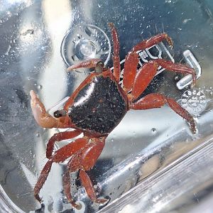 Metopograpsus latifrons