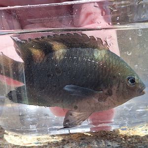 Ward's Damsel (Pomacentrus wardi)