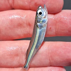 Endracht Hardyhead (Atherinomorus endrachtensis)