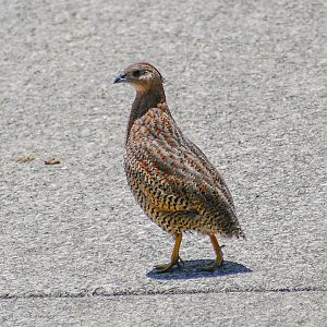 Brown Quail