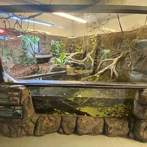 Cuvier’s dwarf caiman and side-necked turtle enclosure