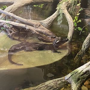Cuvier’s dwarf caiman image 1