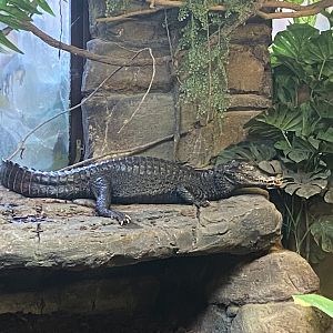 Cuvier’s dwarf caiman image 2