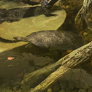 Side-necked turtle