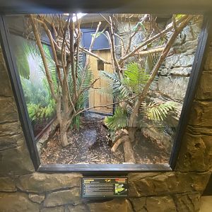 Lau-banded iguana exhibit