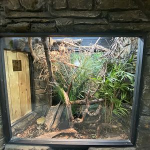 Peacock monitor exhibit