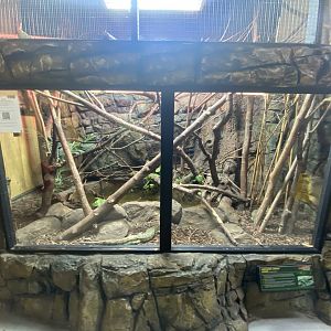 Northern caiman lizard exhibit