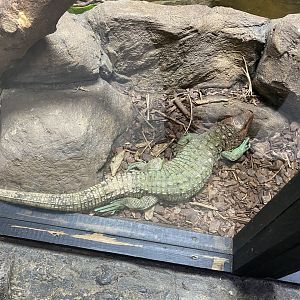 Northern caiman lizard image 1