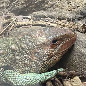 Northern caiman lizard close up