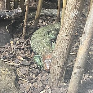 Northern caiman lizard image 2