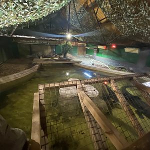 American alligator enclosure
