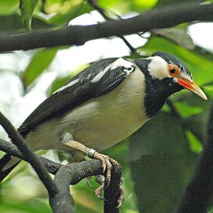 Asian Pied myna