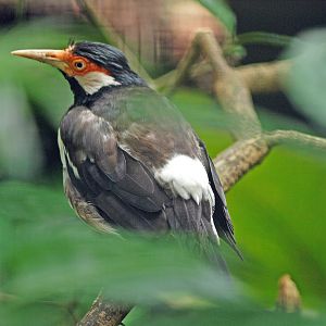 Asian Pied myna