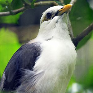 Grey-backed/Black-winged myna