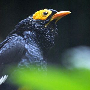 Yellow-faced myna